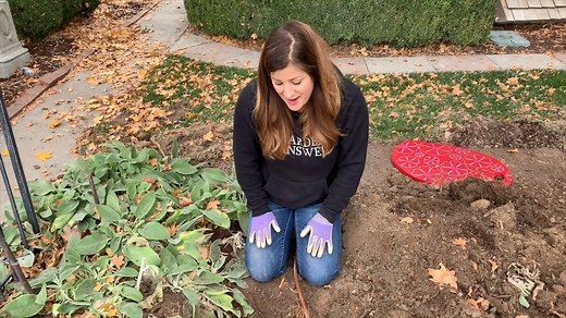 Define your space with a hedge of Sprinter Boxwood! Hardy in zones 5-8, this evergreen will stay under four feet, is deer-resistant and grows quickly to fill the space you have in mind. emfl.us/Yj7d | Proven Winners