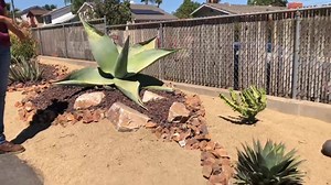Xeriscape on a budget!!! Here’s how I did it! Client had a side yard hell strip that NEEDED something! I spent less than $500 on the whole thing and it turned out so awesome! It’s Your Succulent Tip of the Day! With Laura Eubanks at Design for Serenity. In Escondido. 9b | Design For Serenity