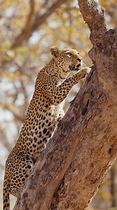 A glimpse of Chobe’s wildlife captured in slow motion. Take a moment and enjoy the quiet, graceful power of the African leopard spotted at Ngoma Safari Lodge. 📹 @movingpicturesafrica 📍Ngoma Safari Lodge, Chobe National Park | Machaba Safaris