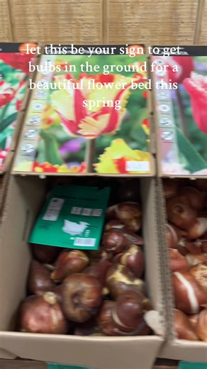 2.7K views · 33 reactions | Get your tulip bulbs in the ground before December! There's still time, but now is the perfect window to plant—before the ground freezes. Don't miss out on a gorgeous spring bloom!朗 ⏰ Open Daily 9am-7pm 161 S Jefferson Ave | Urbana OH | Seth’s Produce & Garden Center | Facebook