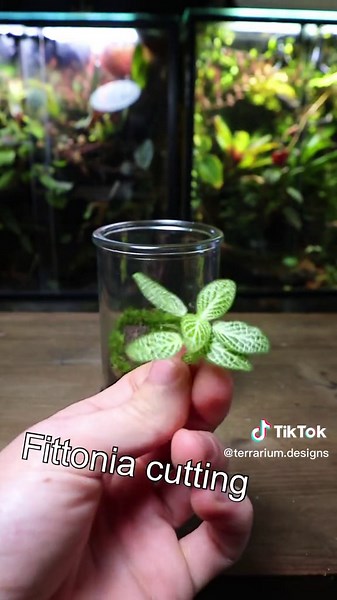 Terrarium Building Guide: Step-by-Step Tutorial