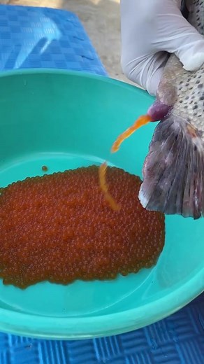 Exploring Gelatinous Substances: A Fun Experiment