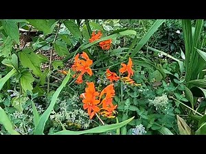 How to grow and care for Crocosmia, #gardeninginmyyard