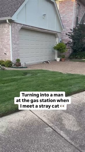 468K views · 10K reactions | Hey girl I’m just trying to holla at you real quick  @amandaahiggins | Cats Doing Things | Facebook