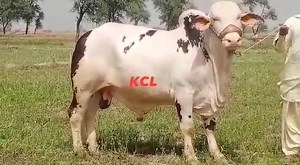 6.4K views · 153 reactions | One Of My Fav Sujla Breed  Allah Pk Nazre-Bd Sy Bachye  ❣️❣️❣️❣️ ما شاءاللہ❣️❣❣❣ #Sufiyan | Karachi Cow Lovers | Facebook