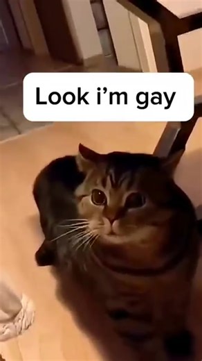 cat talking videos compilation part 1 #cats #funny #petlovers | Petlovers BW