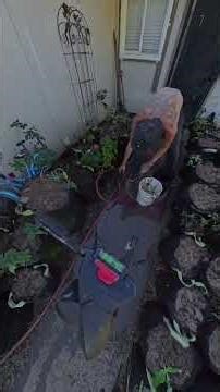 How TO Wash Garden Buckets