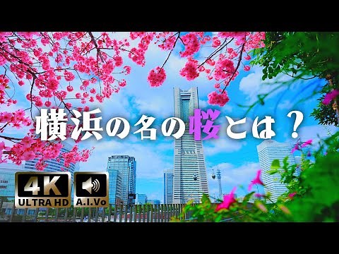 横浜 観光 🌸桜 満開🌸 春の みなとみらい さくら 散策 4K 総集編【2023年対応・桜・穴場スポットめぐり】AI自動ナレーション案内付き観光動画 VER2.0
