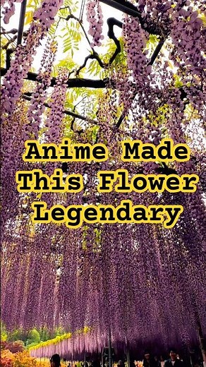 Wisteria in Demon Slayer: Kimetsu no Yaiba: Real Meaning Explained
