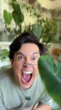 Taro is one of the most delicious #plants I've tasted in my #urbanjungle