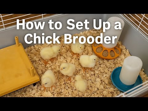 How to Set Up a Chick Brooder | Must-Have Supplies for New Chicks