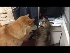 D I S C O M B O B U L A T E | Discombobulate