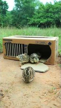 Creative Quail Trap Using Cardboard Box #trap #shorts