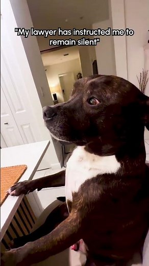 He pleads the fifth! 🤣🤣 #Staffy #Dogs #Funny #Fail