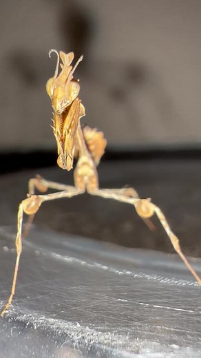 Capturing Nature's Robot: The Mantis in Action!
