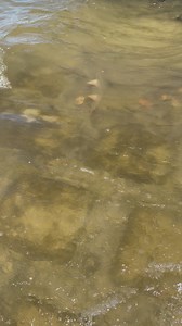 Freshwater runoff from the Big Cypress Swamp flows into the 10,000 Islands, an estuary which supports a myriad of endangered and rare species such as these sawfish. While they swim like sharks, they are actually related to stingrays. While born 2 feet long, some species can attain 17 feet in length. | Clyde Butcher's Big Cypress Gallery