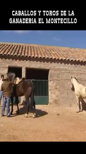CABALLOS Y TOROS DE LA GANADERIA EL MONTECILLO | Nuestro Campo Bravo - Toros en Directo - Toros en Vivo Hoy - Toros Para Todos - Documentales Taurinos - Toros De Lidia en el Campo - Toros de Miura en el Campo - Toros Bravos en el Campo - Tauromaquia en España - Toros en España - Toros en Mexico - Toros en Peru - Toros en Colombia - Toros en Francia - Toros en Ecuador - Toros en Venezuela #Toros #TorosTV #Documental #TorosBravos #TorosEnElCampo #TorosDeLidia | Arte Taurino TV
