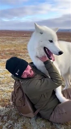 Arctic Wolf's Joyful Reunion with Researcher #WildLifeLove #TundraBond #AnimalAffection