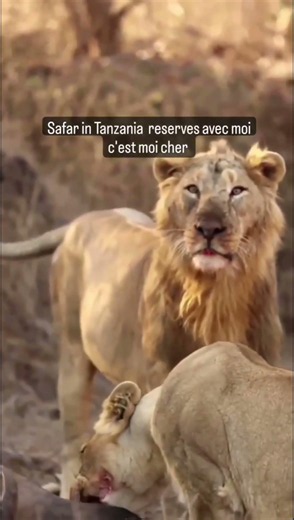 Si vous aimez l’aventure et la nature, un safari est une expérience à faire #algerie #canada #paris
