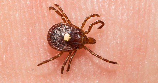 Red meat allergies from tick bites on the rise
