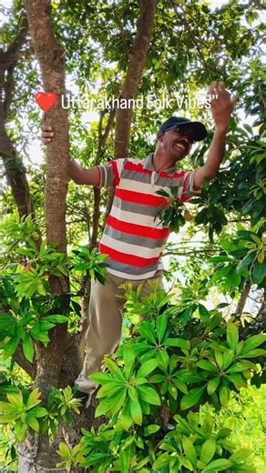 Kaafal Dani Kumauni Jhoda Song ❤Pahadi Vibes #shorts #pahadisong #viralshorts