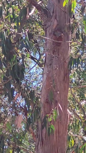 What a colorful parakeet!