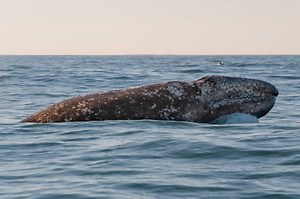 Gray whales are returning to the Oregon coast. Here’s where and when to see them