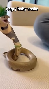 Angry baby snake 🐍,🤣🤣 # #reelsviraシ #snake #angry | Saw Myint Thein