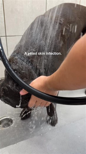 DM-01™ Daily Multivitamin is an all-in-one solution to common skin issues such as allergies, itching, yeast infection, paw-licking, hotspots and irritation. ✔️ 12 Clinically-backed ingredients ✔️ Vet-Formulated ✔️ Made in Vermont Start your dog's health journey today. | Dog is Human