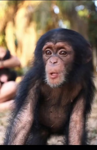 Monkey’s have singing skills now. #livingmybestlife #ketoMindy #animals #fyp #foryoupage #monkees #stevewonder #animalssing #music #iloveyou #ijustcalledtosayiloveyou