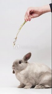 Cute gray dwarf rabbit standing on two hind legs, reaching up, eating hay from hand. Vertical video..
