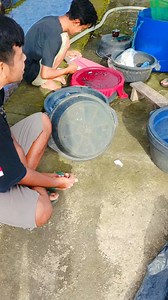 halfmoon betta fish hunting results #betta | Alie