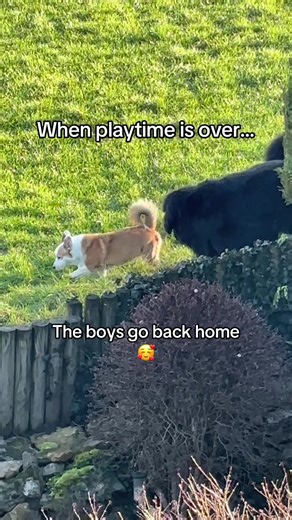 Heartwarming Adventures of Hans and Opie the Corgi and Newfoundlander