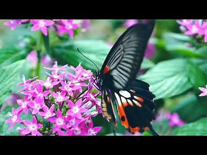 necher beauty | BEAUTIFUL NECHER VIDEO | RELAXING 4K VIDEO