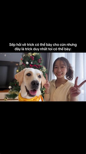 Chú Chó Dễ Thương Thực Hiện Trick Độc Đáo