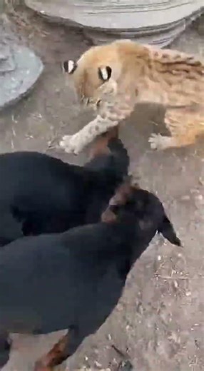 Wild Lynx Attacks Doberman Duo | Intense Animal Faceoff!