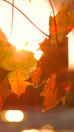 1.3K views | Even when the leaves fall SAME Passion stands tall! #ILOVESAME | SAME | Facebook