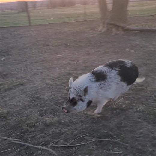 19K views · 1.1K reactions | Huckleberry trying to get Polly to play with him but she is too much of a priceless Diva to sumo wrestle with him. 藍 | Polly the Performing Princess Pig | Facebook