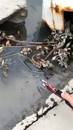 3.4M views · 9.2K reactions | #fishing #fish #flyfishing #nature #catchandrelease #bassfishing #fishinglife #travel #photography #ocean #trout #bass #adventure #angler #florida #beach #fisherman #tightlines #fishingislife #fishingtrip #largemouthbass #sunset #saltlife #saltwaterfishing #hunting #summer #lake #boat #troutfishing #photooftheday - | Fishing and Hunting | Facebook