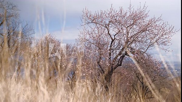 Blooming almond trees in an old grove among tall dry grass, the concept of the change of seasons and beautiful blossoming of fruit trees