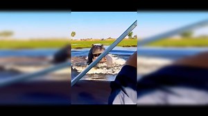 Hippo Nearly Catches Up to Tourist Boat in Viral Chase Video