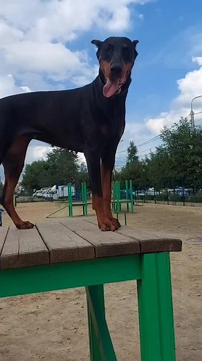 Doberman Pinscher Playtime at the Dog Park
