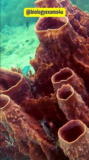 What are Sponges? | Phylum Porifera - Animal Kingdom | Choanocytes @biologyexams4u