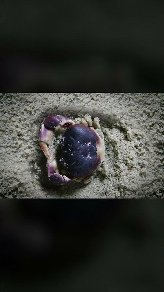 Watch Crabs Go Through One Crazy-Looking Growth Spurt | #DeepLook #Shorts