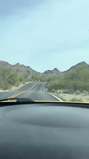 Exploring the Unique Cacti of Tucson, Arizona
