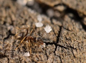 Extreme Close-up Side Red Ant Eating Stock Footage Video (100% Royalty-free) 725971 | Shutterstock