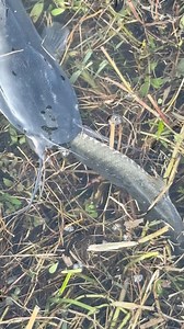 122K views · 354 reactions | Village fish | Fishing Tv | Facebook