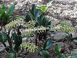 Dendrobium Speciosum: Menanam, Mengolah, Berkembang Biak 🌿 Semua Tentang Berkebun Dan Desain Taman - 2025