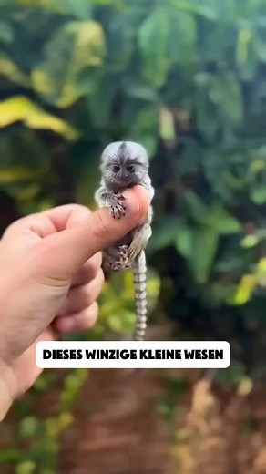 Der kleinste Affe der Welt: Das faszinierende Zwergseidenäffchen | Imperium Collection