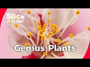 Discovering the Hidden Intelligence of Plants | FULL DOCUMENTARY